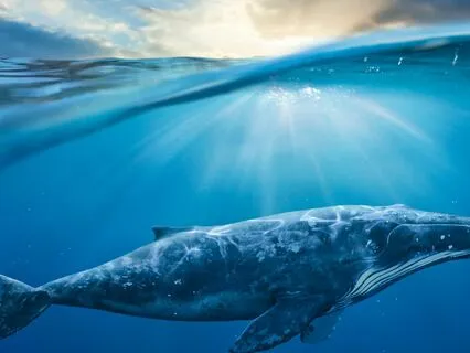 20 Minutes Steel Tongue Drum With Whale Sounds