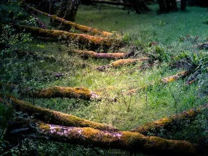 12 Step Recovery - Step 2 Meditation