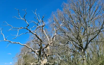 Healing Sounds Of The African Kora And Soft Vocals