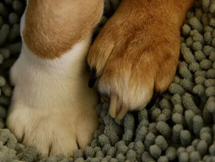 Calm & Steady: A Grounding Body Awareness Practice