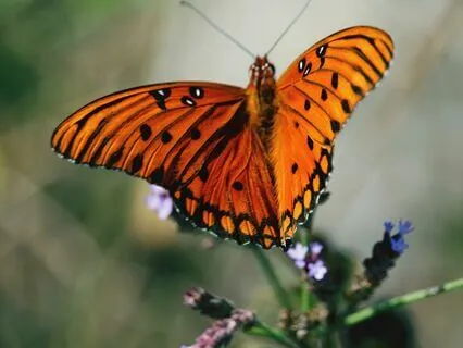 Step Into The New Version Of You Metamorphosis Visualization