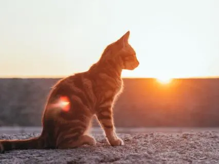 Step Into Your Day: An Uplifting Morning Reset