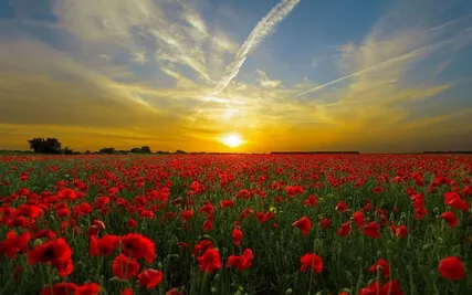 Step into Your Inner Temple