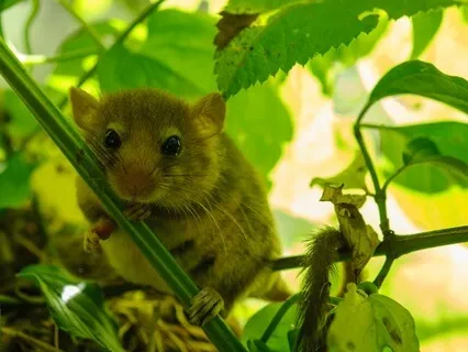 Step Off The Mental Hamster Wheel Into Rest