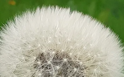 Step Outside - Peace