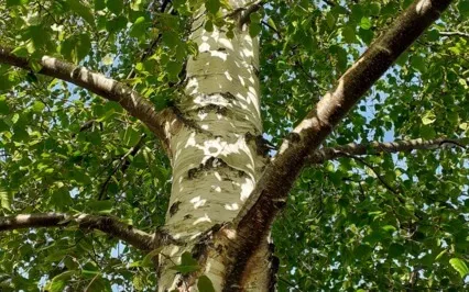 Step Outside - The Birch, The Birds & The Breeze