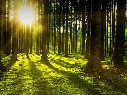 Stepping Into The Light