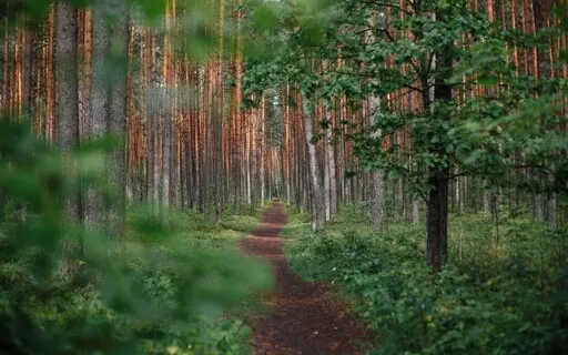 Stepping On To The Path