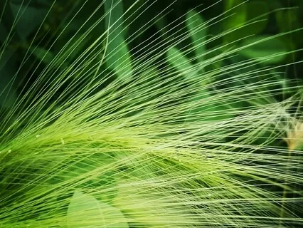 Still Point: An MBSR Anchoring Practice With Silence