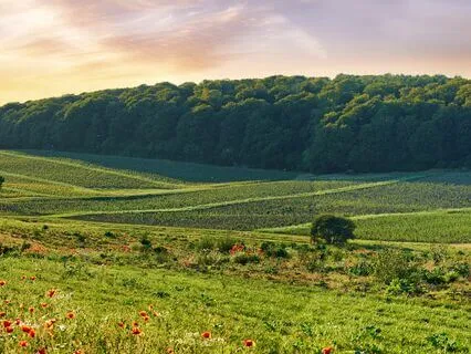 Still Serenity: Rest Your Mind