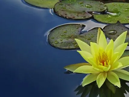 Still Waters Flowing