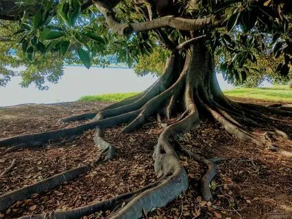 Still Your Mind- 10 Min Grounding And Centering