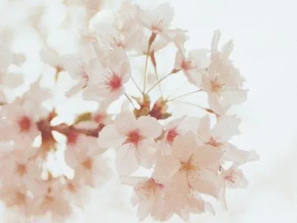 Stillness • 432 Hz Deep Healing Music For The Body & Soul