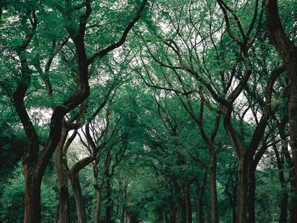 Stillness Amidst Change