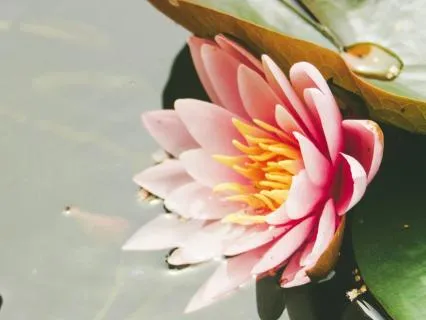 Stillness And Movement: A Gentle Contemplation