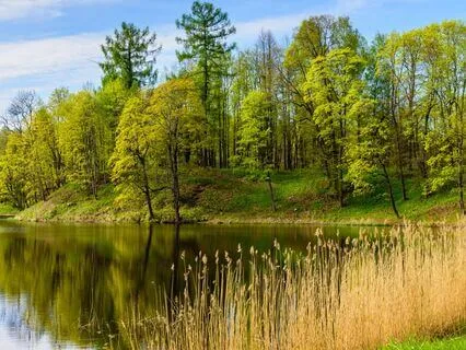 Stillness By The Pond
