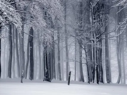 Stillness In The Depths of Winter