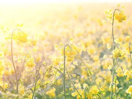 Stillness In The Morning