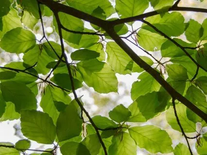 Poem - Stillness In The Wind