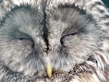 Stillness Is A Superpower | Wise Owl | Kids’ Bedtime Story