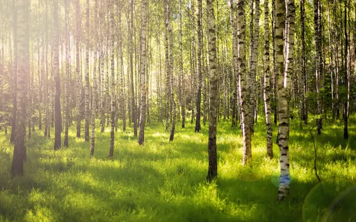 Stillness Meditation