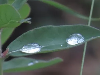 "Stillness Of The Pond: Practice" (Part II)