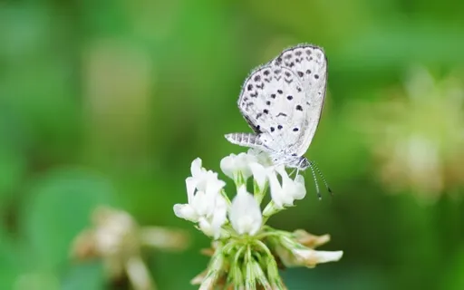 Stillness, Simplicity And Contentment