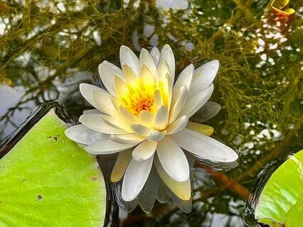 Stillness Today - Heart Centered Grounding