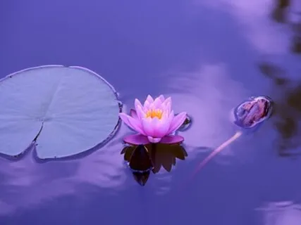 Stillness, Well Being, And Beyond