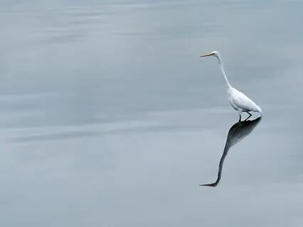 Stillness Within Yoga Nidra