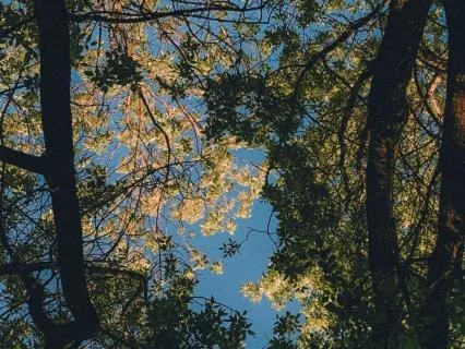 Stillness Within