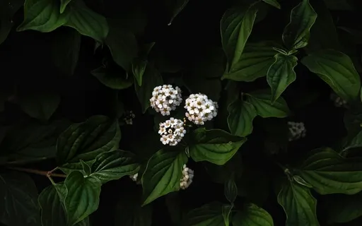 Stoic Guide To Accepting Death And Impermanence 