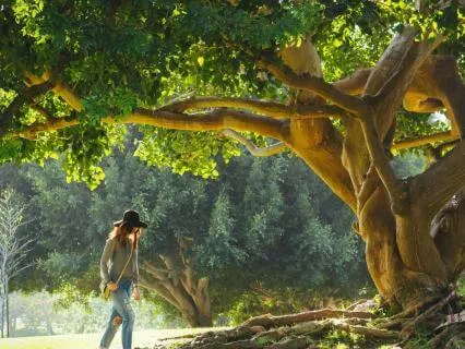 Stoic Indifferents Explained: How To Want Without Suffering