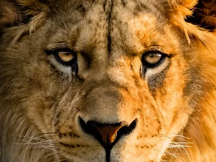 Stoic Negative Visualisation - Develop Strength And Appreciation With The Stoic Technique 'Premeditatio Malorum'