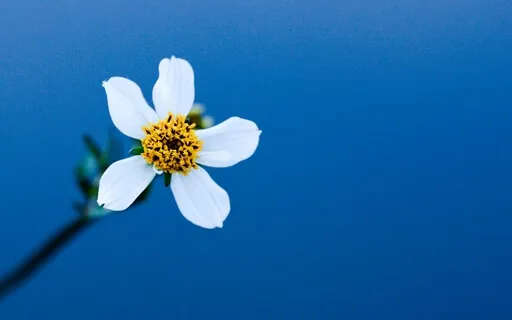 Stoic Superhero #1: James Stockdale & Realistic Optimism