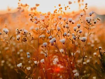 Stomach Inner Health - Positive Affirmations