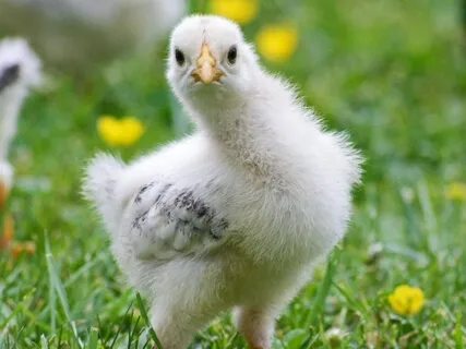 Stop Focusing On The Chickens Of Life