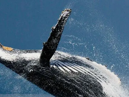 Stop Limiting Yourself