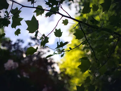 Stop Reacting & Start Responding - A Meditation For Serenity