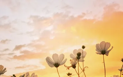 Stop Seeking, Be Nothing, See The Fact Actually, Life's Free