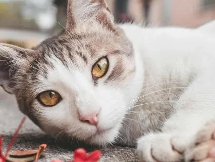 Drift Like the Ocean: Deep Sleep Kalimba Sounds