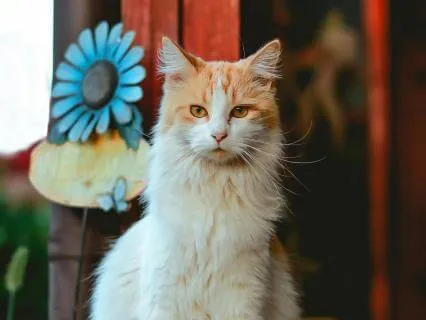 Your First Step to Calm: Soft Kalimba Sleep Music