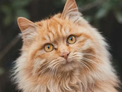 Warm Winter Dreams: Once Upon A December Kalimba