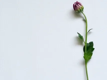 Stopping Practice / Mindful Pause