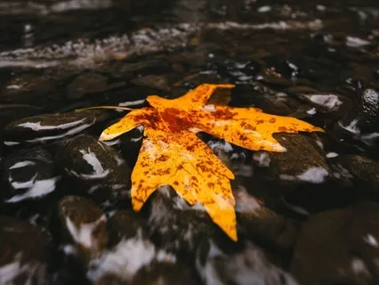 Stopping Thoughts For A Restful Sleep (Leaves On A Stream)