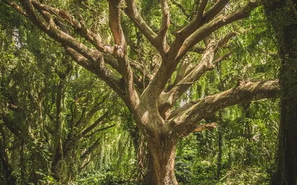 Stories About The World Tree