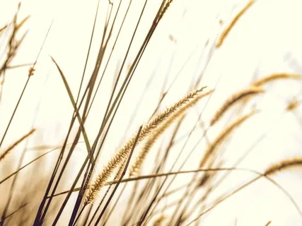 Story: Little Johnny & the 87 Plymouth