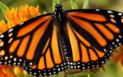 Story Of The Butterfly To Sleep Meditation