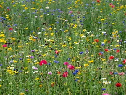 Story Paws: A Mystical World: Toxics 13