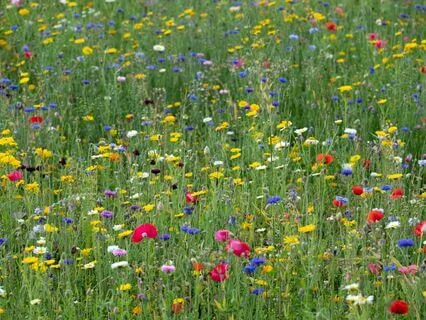 Story Paws: A Mystical World: Toxics 30